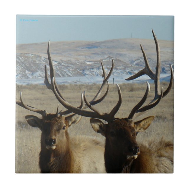 Tiro na Cabeça de E45 Bull Elk (Frente)