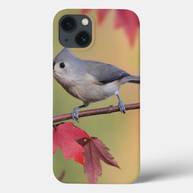 Titmice adornados (Verso)
