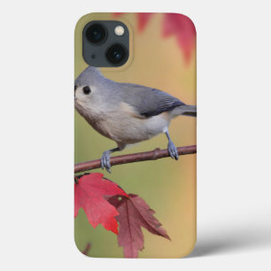 Titmice adornados