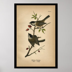 Titmouse 1890 do Blackcap do impressão do pássar