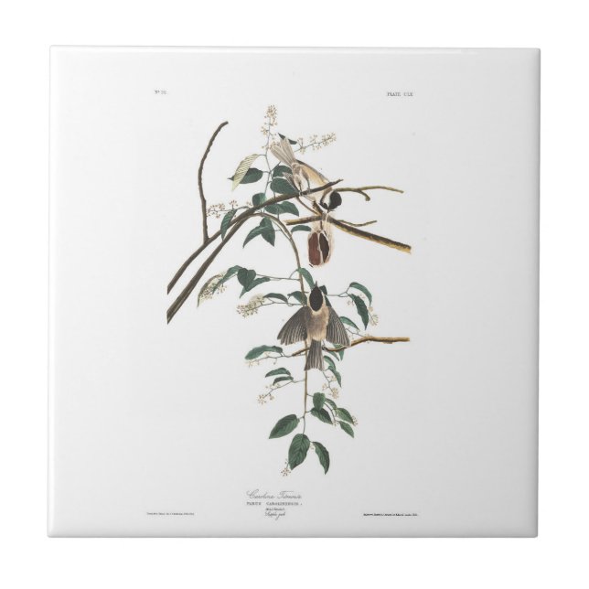 Titmouse Preto-tampado da placa 160 de Audubon (Frente)