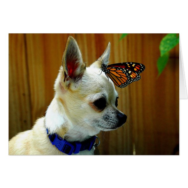 Tito e o cartão do monarca (Frente Horizontal)