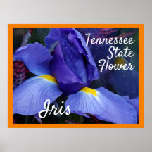 TN Iris Poster do Tennessee State Flower