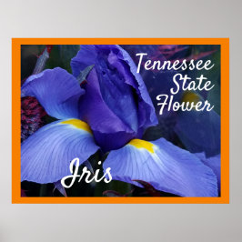 TN Iris Poster do Tennessee State Flower