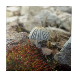 Toadstool pequenina
