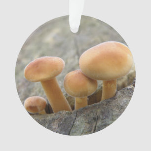 Toadstools em um ornamento acrílico de tronco de á