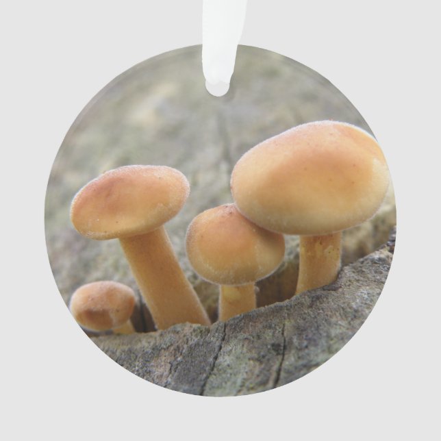 Toadstools em um ornamento acrílico de tronco de á (Frente)