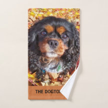 Black and Tan Cavalier King Charles Spaniel