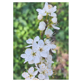 Toalha De Mesa Árvore em Flor na Primavera Romênia – Fotografia d