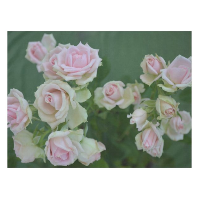 Toalha De Mesa Belos rosas de jardim de rosas claro (Frente (Horizontal))