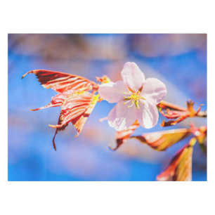 Toalha De Mesa Céu Azul Rosa Sakura Flor