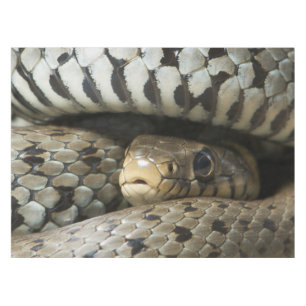 Toalha De Mesa Cobra