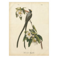 Flycatcher floral do pássaro da magnólia da arte