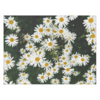 Margarida Branca de Oxeye, Moon Daisy Meadow