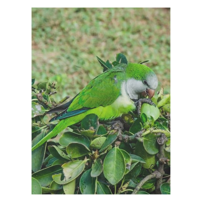 Toalha De Mesa Papagaio verde (Frente)