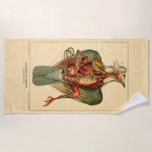 Anatomia de um Pombo