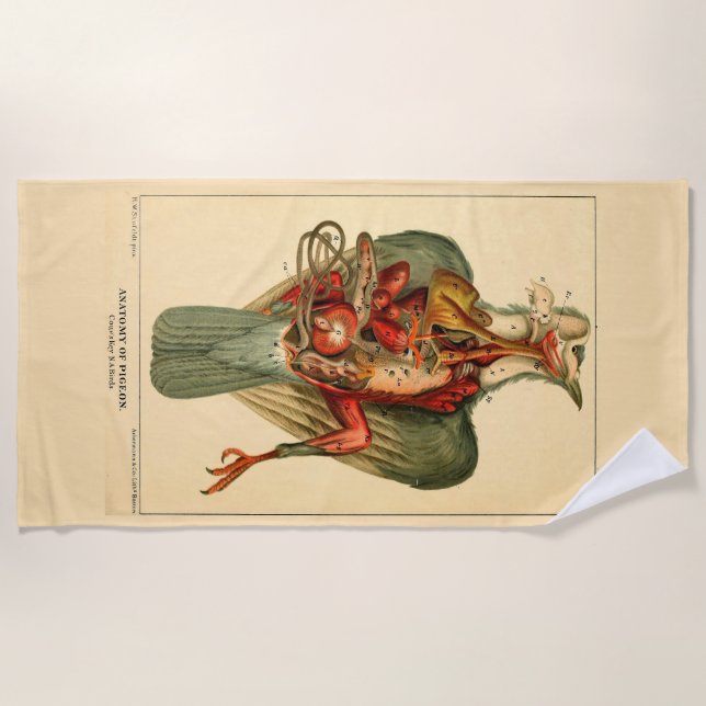 Toalha De Praia Anatomia de um Pombo (Frente)