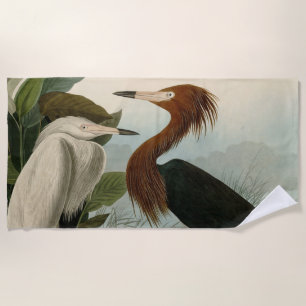 Toalha De Praia Arte de Pássaro: Gravura do Garça Roxa de Audubon: