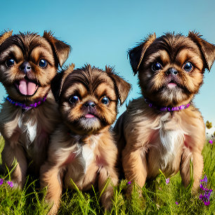 Toalha De Praia Brussel Griffon Puppies Personalizável