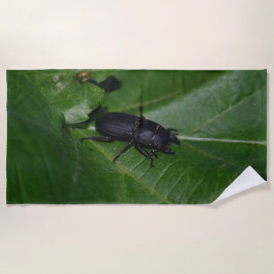 Toalha De Praia Dorcus parallelipipedus , o escaravelho inferior