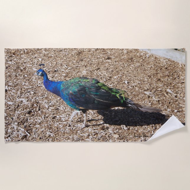 Toalha De Praia Indian Blue Peafowl beach towel (Frente)