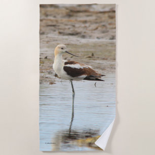 Toalha De Praia Pássaro Ataque Americano Avocet Wading na Praia