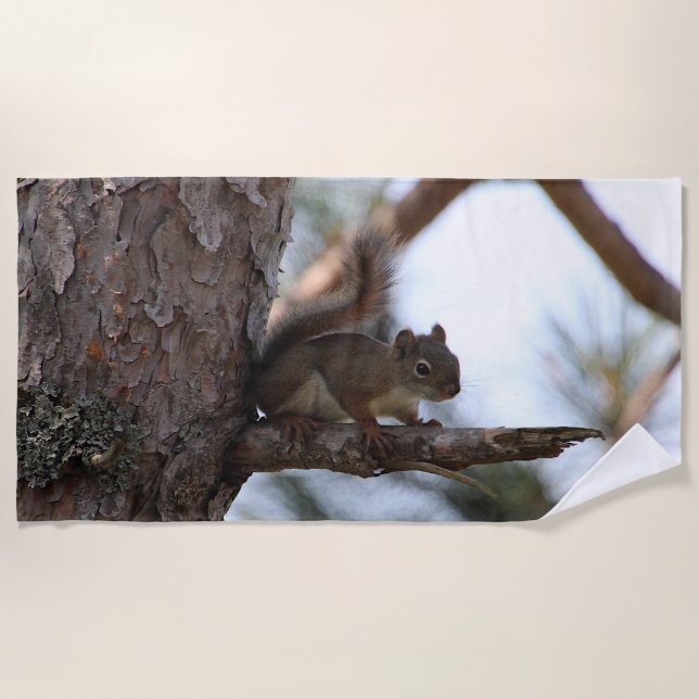 Toalha De Praia Squirrel in a Pine Tree Beach Towel (Frente)