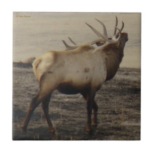 Tocador de Bugle de Alce E39