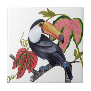 Toco Toucan