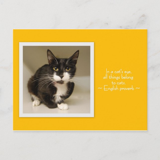 Todas as coisas pertencem ao cartão postal dos gat (Frente)