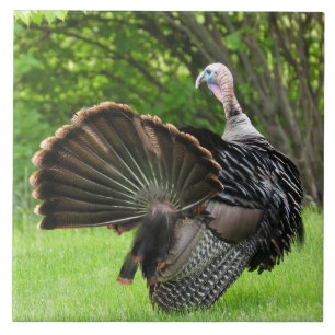 Tom Turkey Feather Display