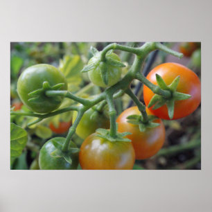 Tomates cereja na poster