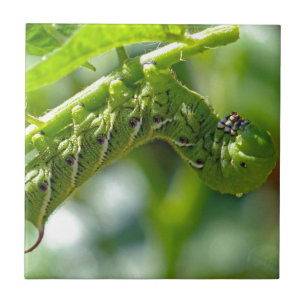 Tomato Hornworm