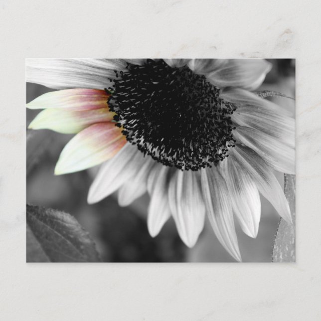 tons de cartões postais solares (Frente)