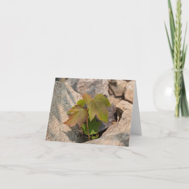 Toque da Natureza - Saudação e Cartões de agradeci (Frente)