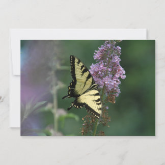 Toque Delicado De Uma Borboleta - Cartão De Saudaç