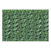 Tora Verde Deixa Botânica