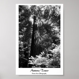 Torre poster Natures