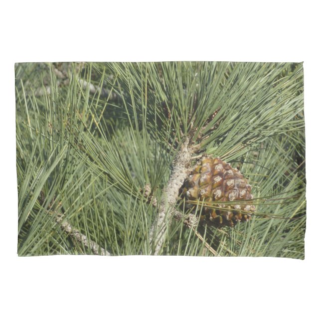 Torrey Pine Closeup California Botanical (Frente)