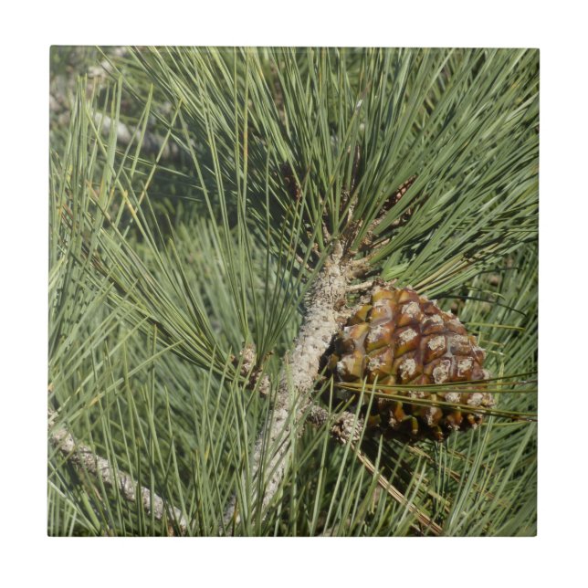 Torrey Pine Closeup California Botanical (Frente)