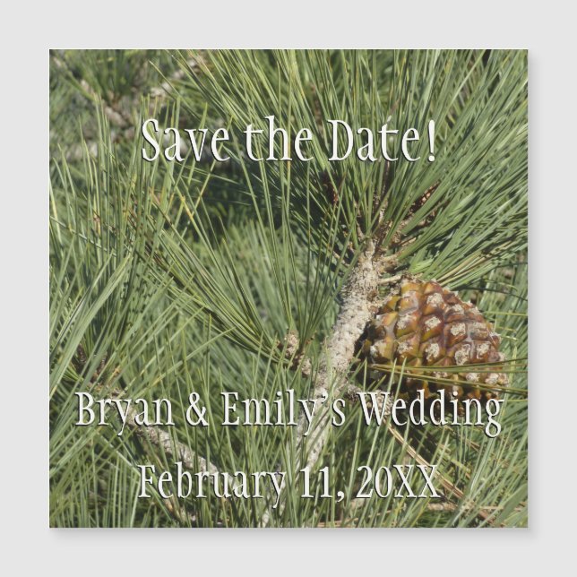 Torrey Pine Closeup California Botanical (Frente)