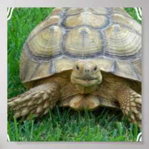 Tortoise Poster