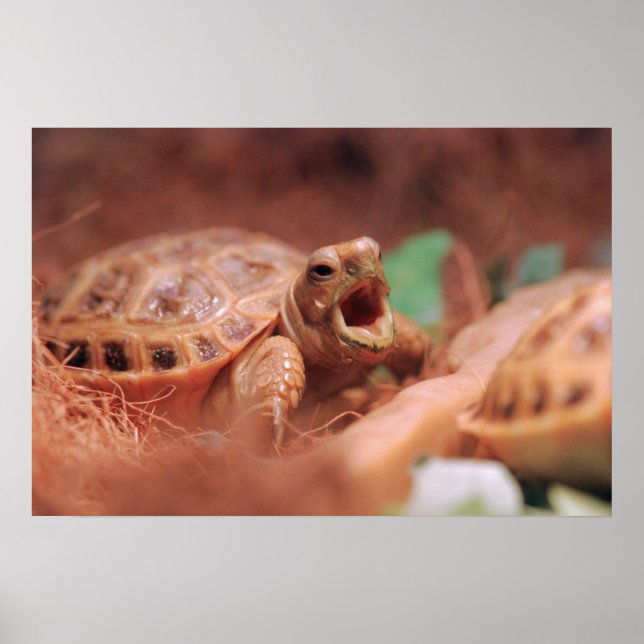 Tortoise Poster (Frente)
