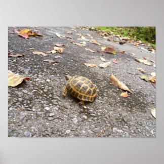 Tortoise sobre a missão Poster de animais