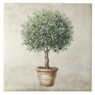 Toscana Topiaria de Oliveira Mediterrâneo