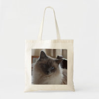 O bolsa do gato de Ragdale