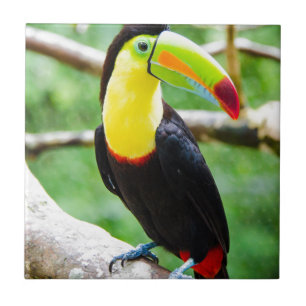 Toucan bonito