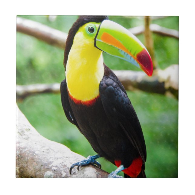 Toucan bonito (Frente)