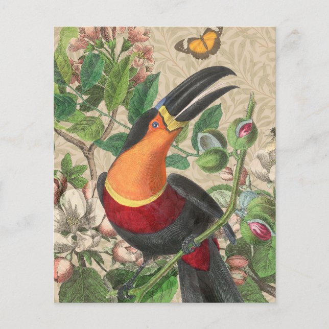 Toucan Jungle Tropical Bird Beauful Antiguidade (Frente)