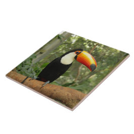 Toucan na ramificação da árvore